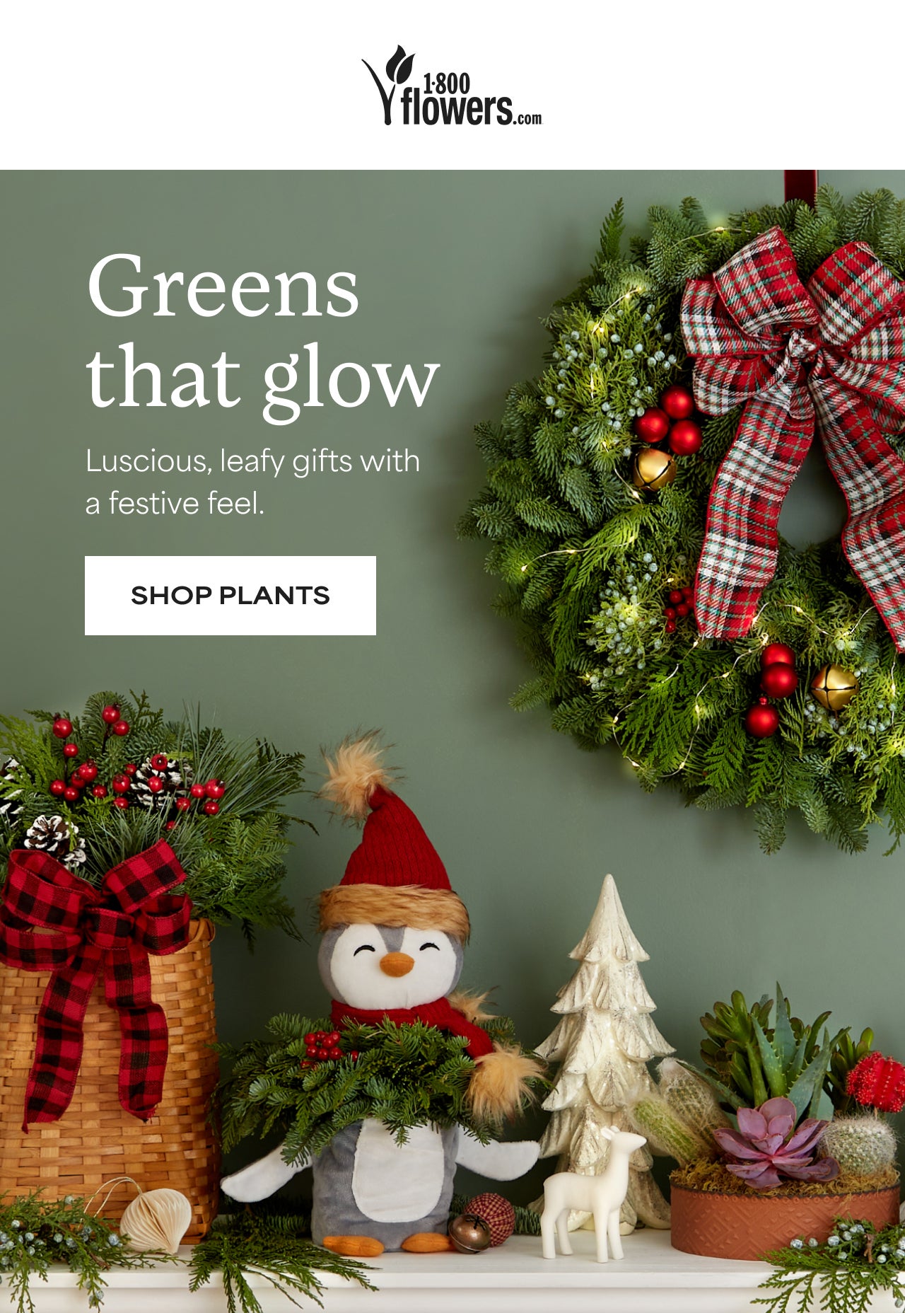 Order Early and Get The Best Deals | Holiday Plants and Trees | Shop Now