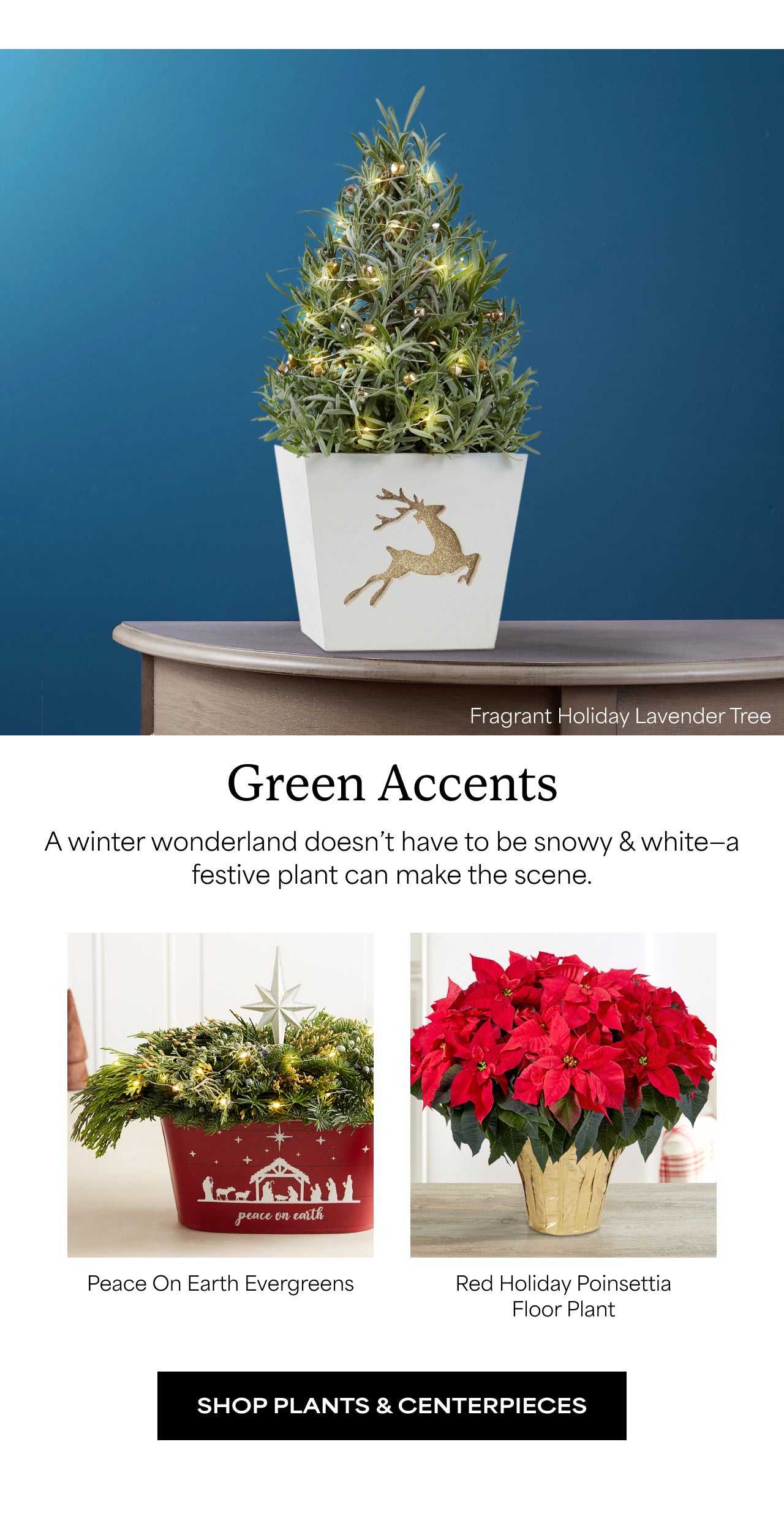 Green Accents | Shop Plants and Centerpieces