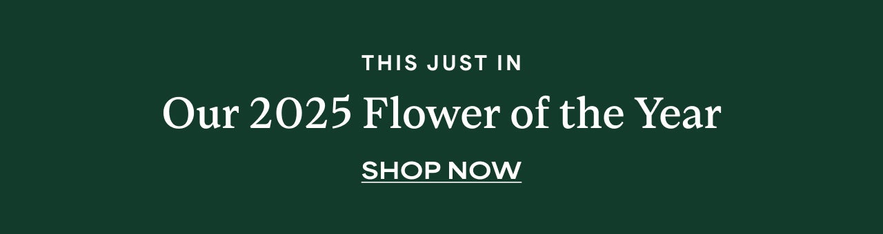 Just In | Our 2025 Flower of the Year | Shop Now