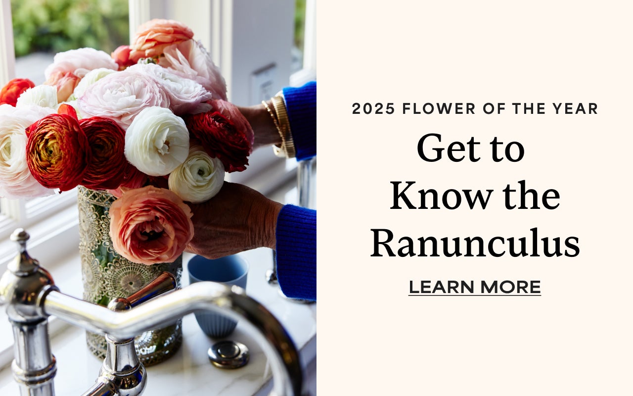 2025 Flower of the year | Get to know the Ranunculus | Learn More