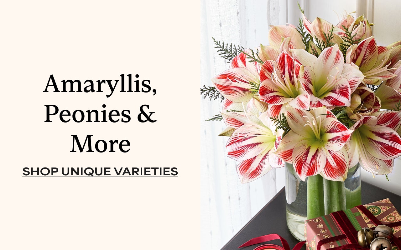 Amaryllis, Peonies and More | Shop Unique Varieties