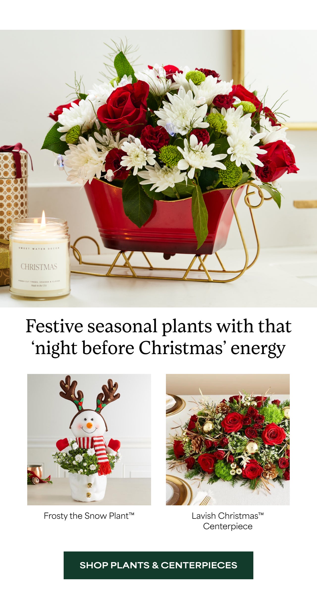 Festive Seasonal Plants with that night before Christmas energy | Shop Plants and Centerpieces