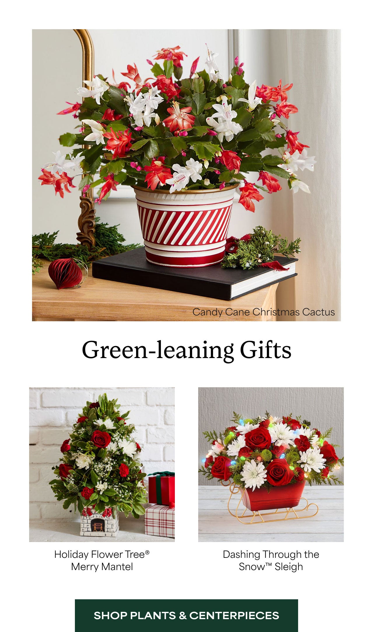 Green-leaning Gifts | Shop Plants