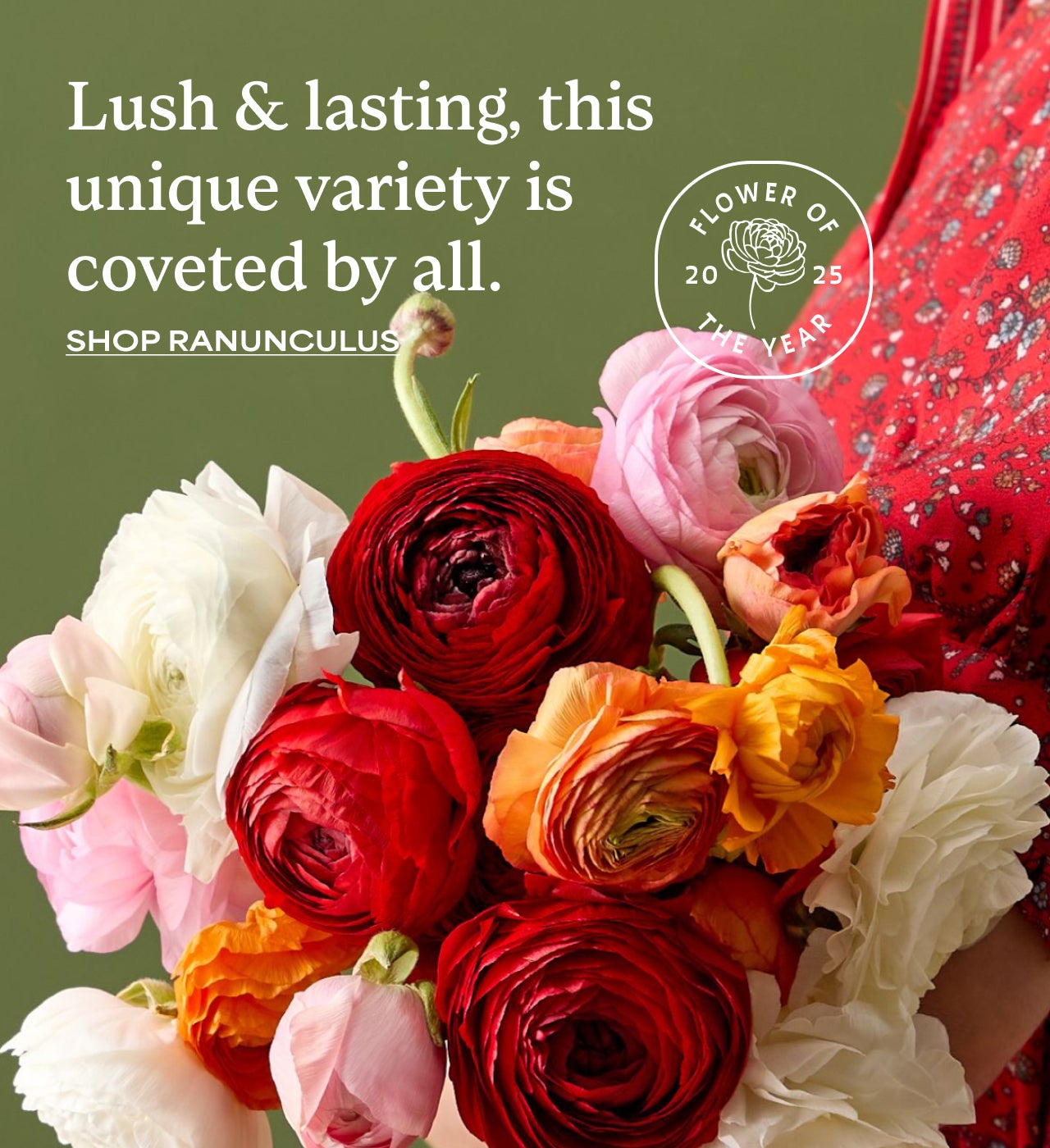 Lush and Lasting, this unique variety is coveted by all | Shop Ranunculus