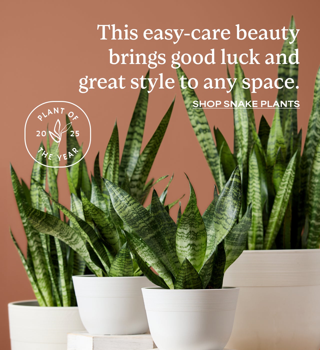 This easy-care beauty brings good luck and great style to any space | Shop Snake Plants