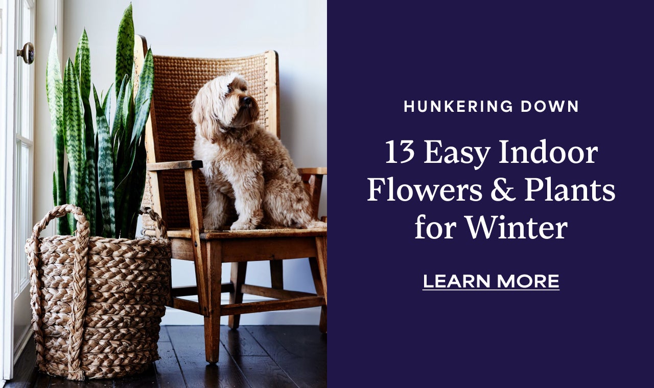 Hunkering Down | 13 Easy Indoor Flowers and Plants for Winter | Learn More