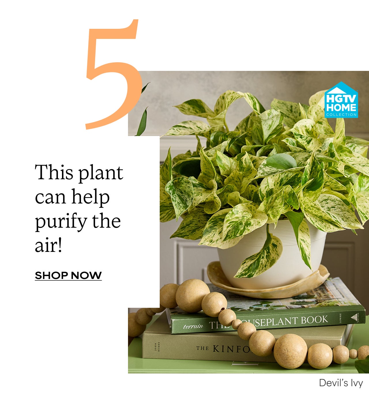 Five | This plant can help purify the air! | Shop Devil's Ivy