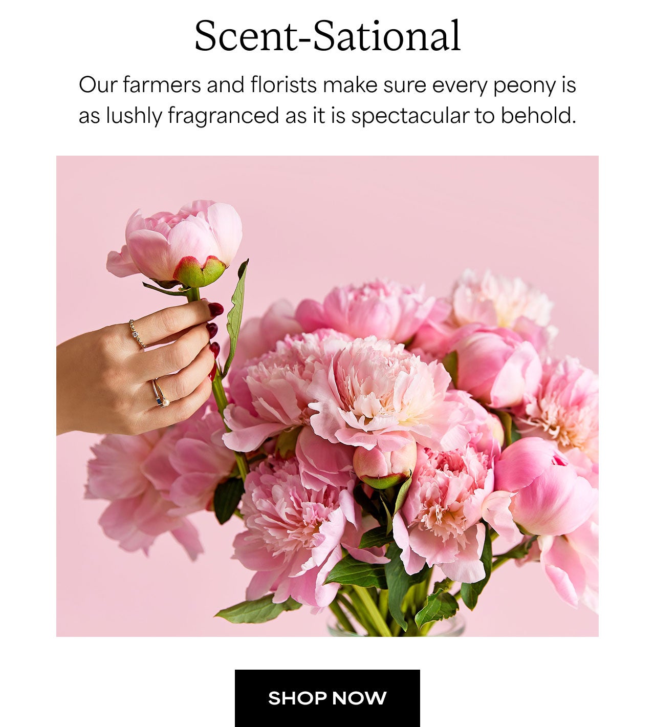 Scent-Sational | Shop Now