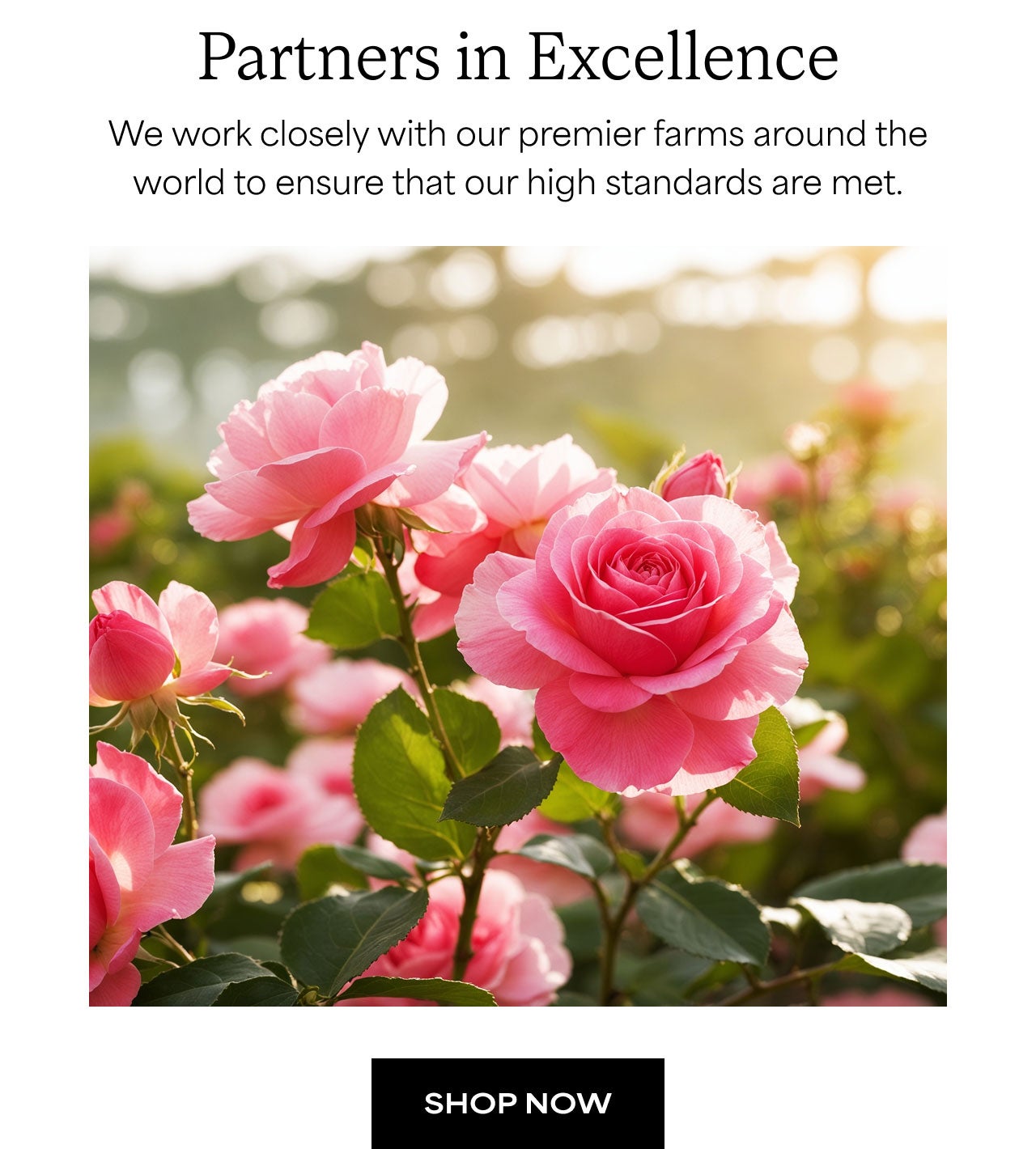 Partners in Excellence | Shop Now
