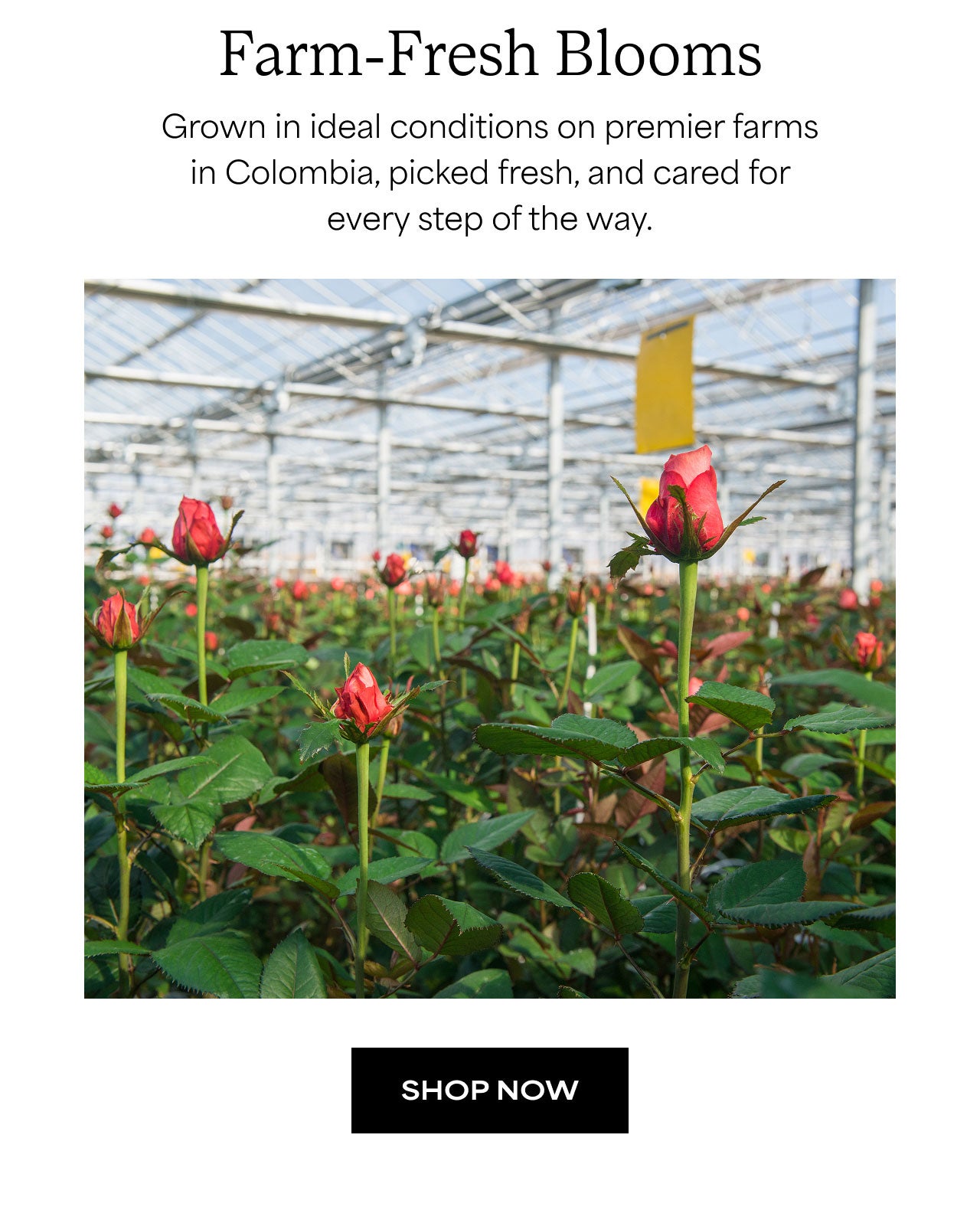 Farm-Fresh Blooms | Shop Now