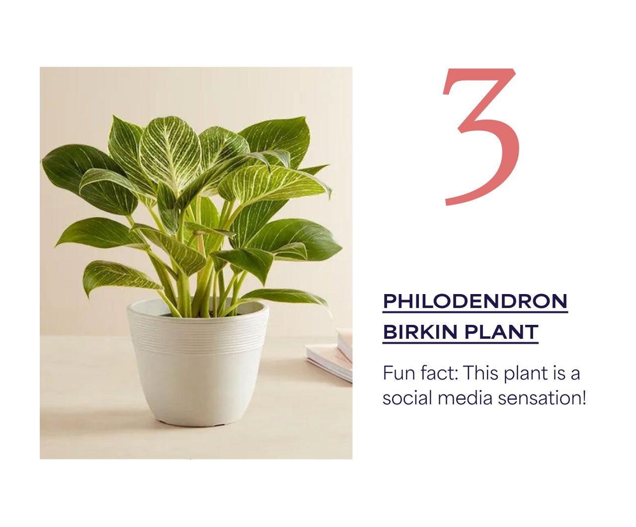 Three | Shop Philodendron Birkin Plant