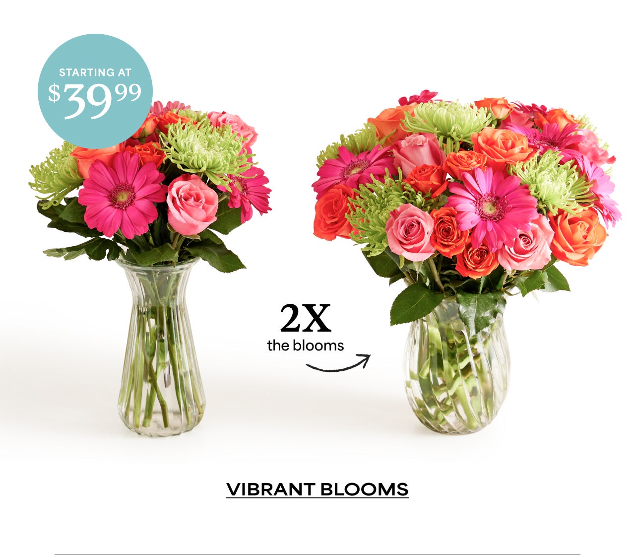 Double the blooms | Starting at $39.99 | Shop Vibrant Blooms
