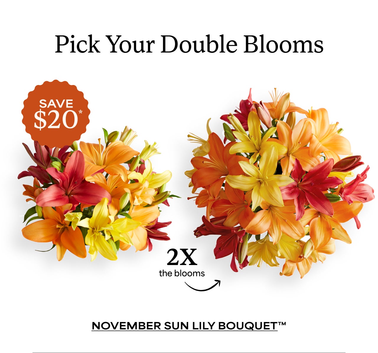 Pick Your Double Blooms | November Sun Lily Pick Your Double Blooms | November Sun Lily
