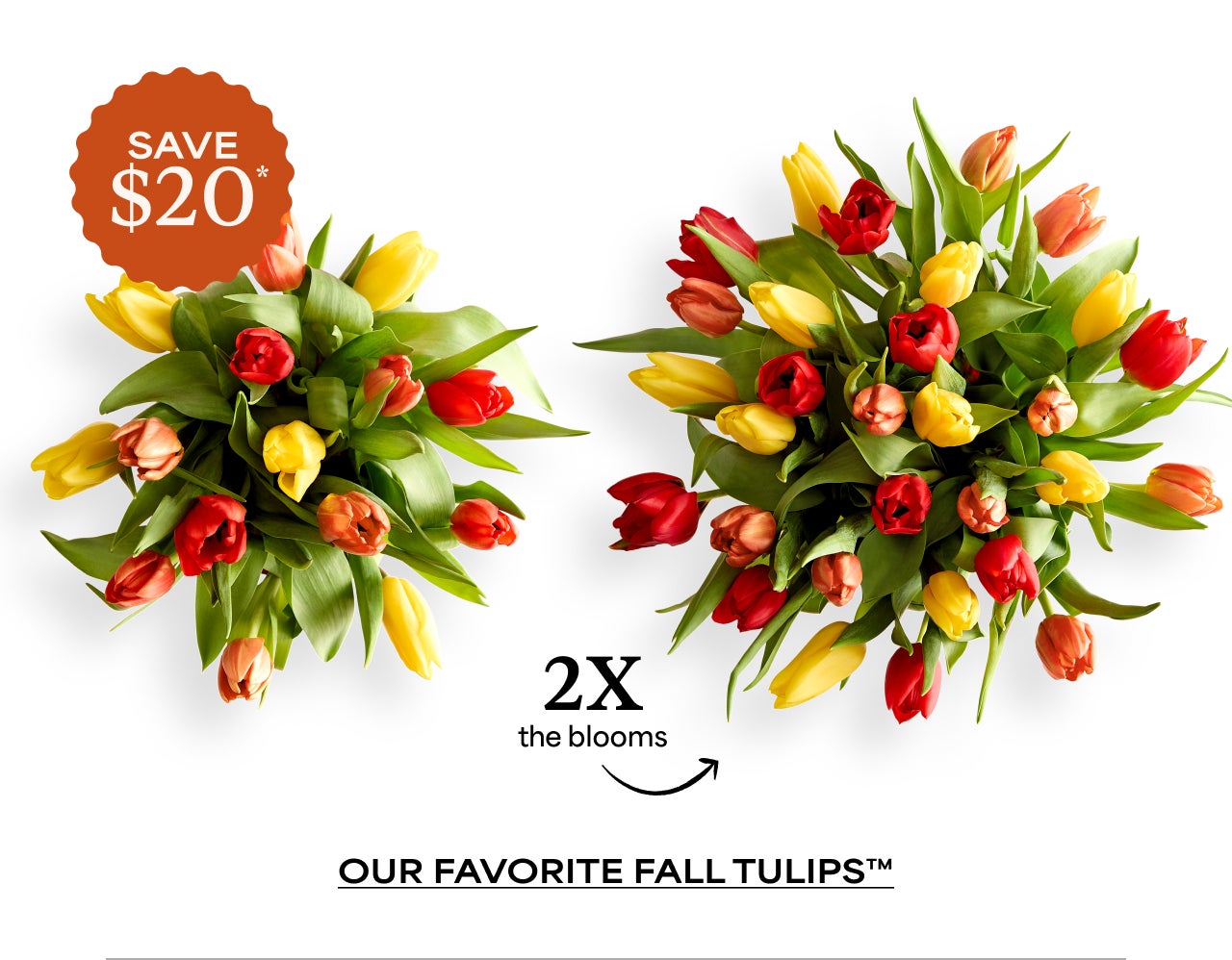 Our Favorite Fall Tulips