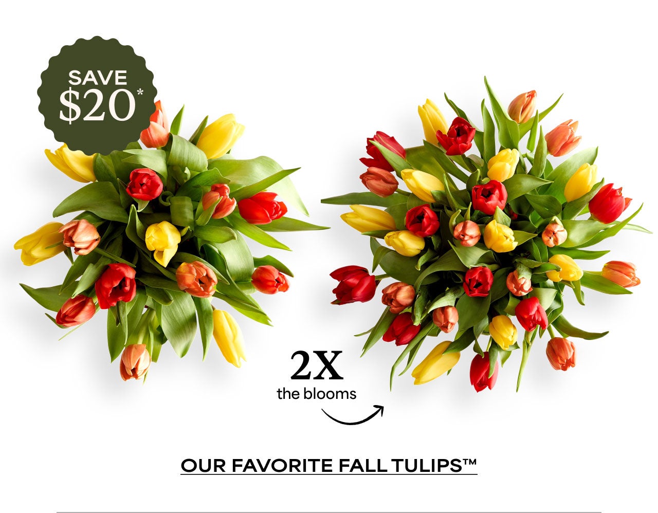 Our Favorite Fall Tulips
